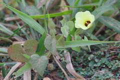 Pavonia cancellata
