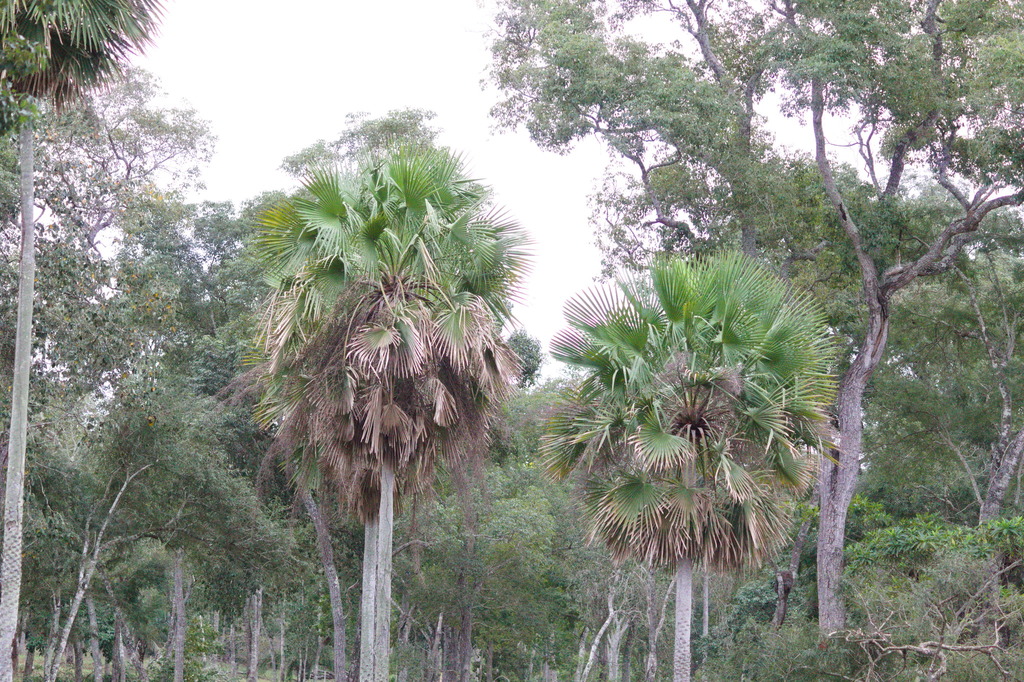 Copernicia alba, Rio Salobra - Miranda - Mato Grosso do Sul, Brazil