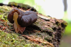 Gyromitra sphaerospora