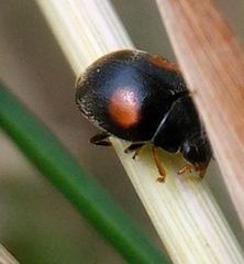 Scymnus frontalis
