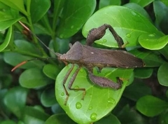 Pseudomictis distinctus