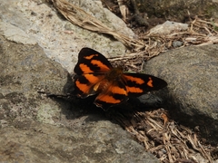 Symbrenthia hypselis