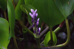 Pontederia azurea