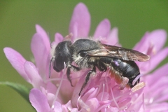 Osmia niveata