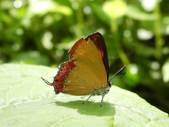 Heliophorus epicles