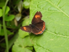 Heliophorus epicles