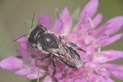 Osmia niveata