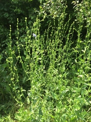 Cichorium intybus
