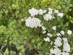 Spiraea dasyantha