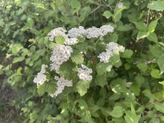 Spiraea dasyantha
