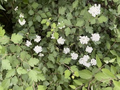 Spiraea dasyantha