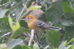 Herpsilochmus longirostris
