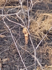 Pyrgodera armata