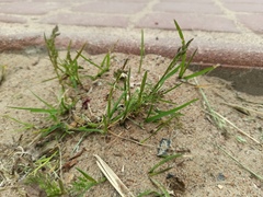 Poa annua