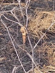 Pyrgodera armata