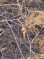 Pyrgodera armata