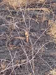Pyrgodera armata