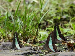 Graphium sarpedon