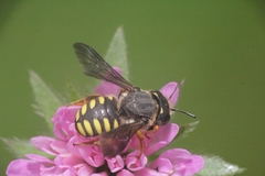 Pseudoanthidium