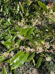 Prunus laurocerasus