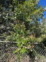 Prunus laurocerasus