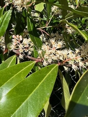 Prunus laurocerasus