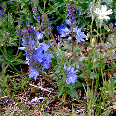 Veronica satureiifolia