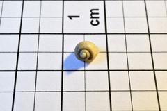 Lithoglyphus naticoides