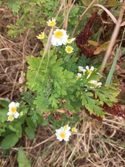 Tanacetum parthenium