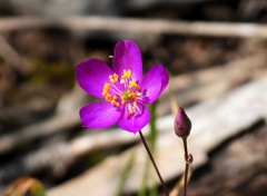 Phemeranthus calcaricus