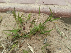 Poa annua