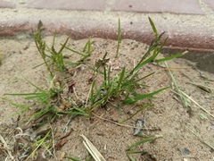 Poa annua