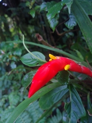 Guzmania nicaraguensis