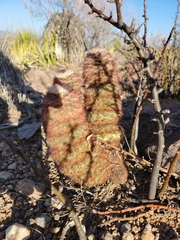 Echinocereus