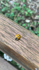 Harmonia axyridis