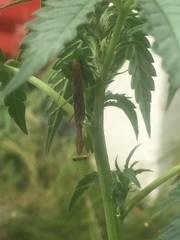 Callimantis antillarum