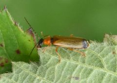 Rhagonycha lutea