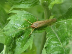 Limnephilus flavicornis