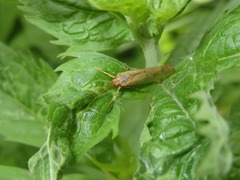 Limnephilus flavicornis