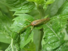 Limnephilus flavicornis