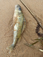 Gymnocephalus cernua