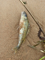 Gymnocephalus cernua