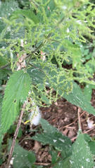 Urtica dioica