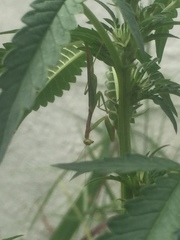 Callimantis antillarum