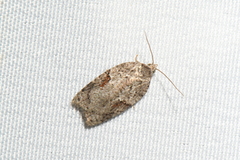 Acleris maccana