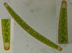 Closterium baillyanum