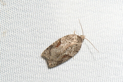 Acleris maccana