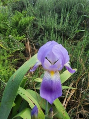 Iris mesopotamica
