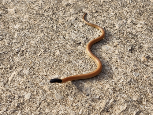 Photo of a Black-headed Snake (melanocephalus) (Rhynchocalamus melanocephalus)