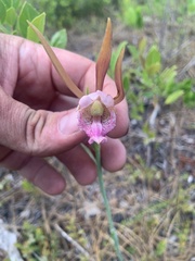 Cleistesiopsis divaricata